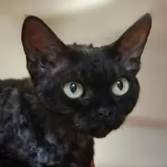 Czarny Devon Rex - wyjątkowy kot o niepowtarzalnym charakterze