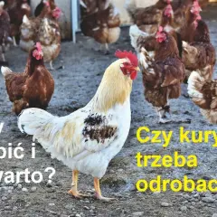 Jak skutecznie odrobaczać kury? Sprawdzone metody i preparaty dla zdrowia stada