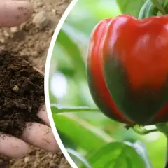 Jakie nawozy pod paprykę zapewnią zdrowy wzrost i obfite plony