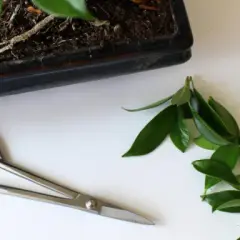 Jak przycinać drzewko bonsai, aby uniknąć najczęstszych błędów