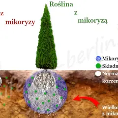 Czy tuje mają duże korzenie? Jak uniknąć problemów z systemem korzeniowym żywotników