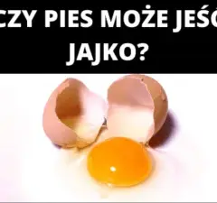 Czy pies może jeść jajko na twardo? Sprawdź, co musisz wiedzieć!