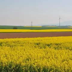 Miód rzepakowy na co? Odkryj jego zdrowotne właściwości i zastosowania