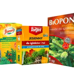 Kiedy nawóz jesienny do tui? Kluczowe terminy dla zdrowia roślin