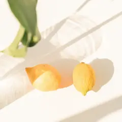 Cuándo se planta un limonero: evita errores comunes y crece sano
