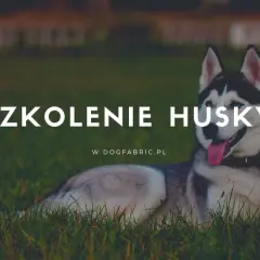 Jak wychować husky? Praktyczne porady na szkolenie i opiekę nad energicznym psem
