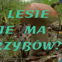 Dlaczego nie ma grzybów w lesie? Odkryj przyczyny i porady
