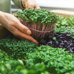 Rzeżucha jak siać - proste metody na szybką uprawę w domu