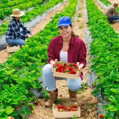 Oferty pracy sezonowej za granicą 2019 - praca na miesiąc, praca sezonowa na 2 tygodnie