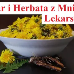 Jak zrobić napar z korzenia mniszka lekarskiego i cieszyć się zdrowiem