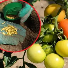 Jaki nawóz pod pomidory szklarniowe? Odkryj najlepsze opcje nawożenia