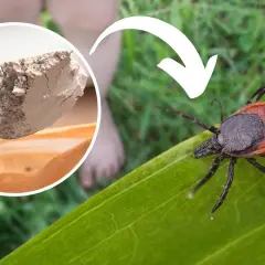 Skuteczne sposoby na kleszcze w ogrodzie – jak chronić siebie i rodzinę