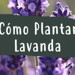 Cuando plantar lavandas: la clave para un jardín exitoso