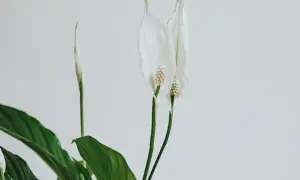 En fredskalla med vita blommor och gröna blad. En av blommorna har fått några gula blad, ett tecken på att den behöver lite extra kärlek.