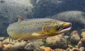 Ein schöner rogner fisch schwimmt durch klares Wasser über steinigen Grund.