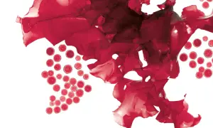 Rote Algen und kugelförmige Zellen, die an die Quelle von Astaxanthin erinnern. Mögliche Astaxanthin Nebenwirkungen sind selten.