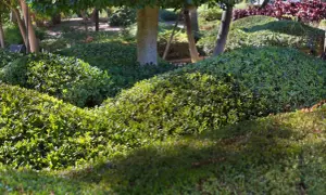 Grüner, üppiger bodendecker unter hecke und Bäumen. Die Sonne wirft Schatten auf die Pflanzen.