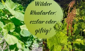 Grüne Blätter und braune Blütenstände. Ein Kreis mit Text fragt: Wilder Rhabarber: essbar oder giftig?