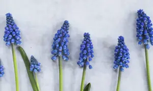 Reihen von blauen Traubenhyazinthen, deren Namen man sich merken sollte, blühen auf hellem Grund.