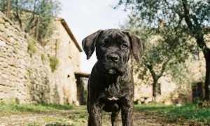 Młody cane corso szary, z pręgowanym futrem, stoi na tle kamiennego domu i drzew oliwnych.
