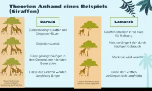 Giraffenhälse wachsen bei Lamarck durch Gebrauch, bei Darwin durch Selektion. Die Lamarcksche Evolutionstheorie erklärt die Halslänge der Giraffen durch Vererbung erworbener Merkmale.