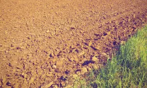 Użyźnianie gleby piaszczystej: Zmień piasek w żyzny grunt!
