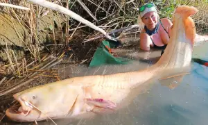 Eine Frau präsentiert stolz einen riesigen, hellen Mandarin Wels, der im schlammigen Wasser liegt.