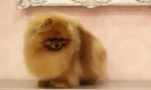 Uroczy biszkoptowy piesek rasy pomeranian, z puszystą sierścią, siedzi na blacie.