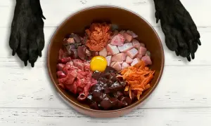 Miseczka pełna składników na dietę BARF: mięso, podroby, marchewka i jajko. Czekają na psiego smakosza.