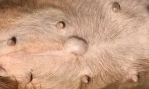 Widoczne sutki i wybrzuszenie na brzuchu psa, które może wskazywać na wnętrostwo u psa.
