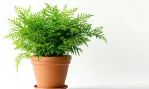 Zielony, puszysty asparagus doniczkowy w terakotowej doniczce, z delikatnymi, pierzastymi liśćmi.