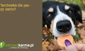 Gotowana marchewka dla psa: zdrowa przekąska czy pułapka?