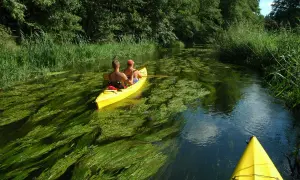 Spływ kajakowy Narew: Polska Amazonia trasy, ceny, atrakcje