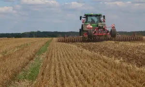 Zwalczanie chwastów w zbożu: Uniknij strat, zwiększ zysk!