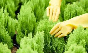 Hände in gelben Handschuhen pflegen junge Zypressen im Garten.