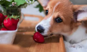Corgi delikatnie wącha truskawkę, zastanawiając się, czy pies może jeść truskawki.