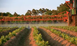 Traktor wykonuje oprysk na chwasty w ziemniakach. Rozpylacz opryskuje młode rośliny w rzędach.