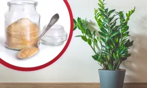 Nawóz z żelatyny do jakich kwiatów? Odkryj najlepsze rośliny do nawożenia