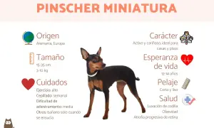Pinscher miniatura: activo, cariñoso, ideal para pisos. Su temperamento es juguetón y leal. Origen: Alemania.
