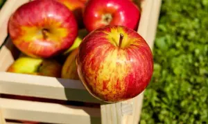 Frisch geerntete Äpfel in einer Holzkiste. Was ist most? Saftige, rote und gelbe Äpfel, bereit für die Saftpresse.