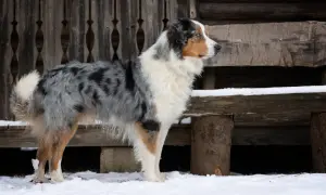 Ein wunderschöner Australian Shepherd Retriever Mix steht im Schnee vor einer Holzhütte.