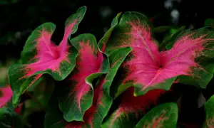 Vibrant pink and green caladium leaves. While beautiful, is caladium toxic to cats? Keep this plant away from curious felines.