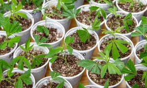 Pequeñas plantas verdes en macetas, listas para crecer. El momento perfecto cuando hacer esquejes para un jardín próspero.