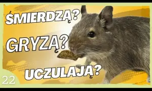 Czy koszatniczka uczula? Rzadkie alergie i co musisz wiedzieć