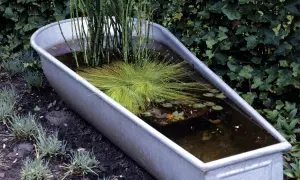 Ein kleiner Teich in einer Metallwanne, bepflanzt mit Schilf und Gräsern, umgeben von Grün.