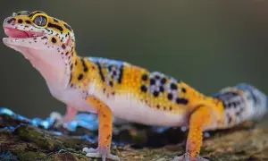 Kolorowy gekon lamparci, znany też jako co je gekon, z otwartym pyszczkiem i wyrazistymi oczami, siedzi na pniu drzewa.