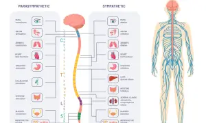 Schéma du système nerveux autonome, comparant les effets parasympathique et sympathique sur divers organes.