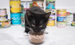 A black kitten with white paws and whiskers eats from a clear bowl of wet food, surrounded by stacks of various canned cat food options, showing what can baby cats eat.