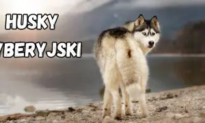 Husky syberyjski z dwukolorowymi oczami, o przyjaznym usposobieniu, patrzy w obiektyw na tle jeziora.