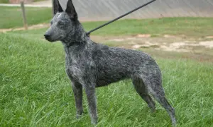 Piękny australian cattle dog na smyczy, gotowy do treningu. Zastanawiasz się nad australian cattle dog cena?